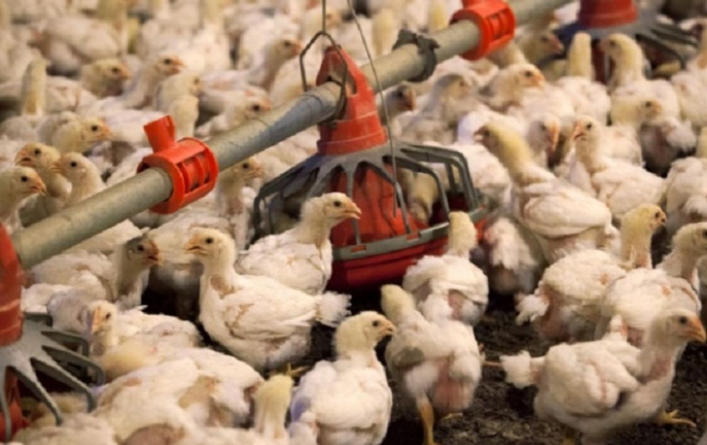 Suasana peternakan ayam di Peternakan C & A Farms, Fairmont, Carolina Utara, AS.