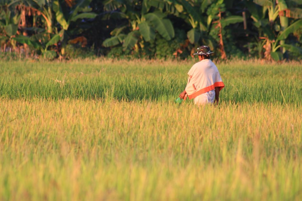 Salah seorang petani tengah berada di sawah Kota Padang. Foto: KabarMinang.id