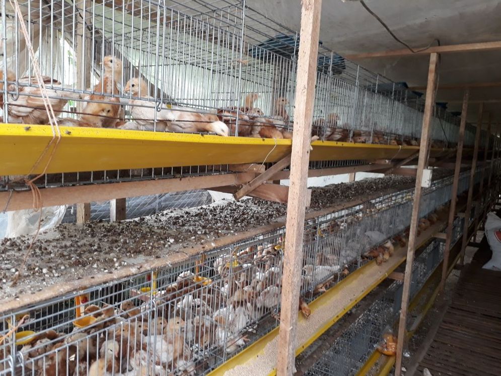 Ilustrasi Beternak Ayam Joper. Foto: ist