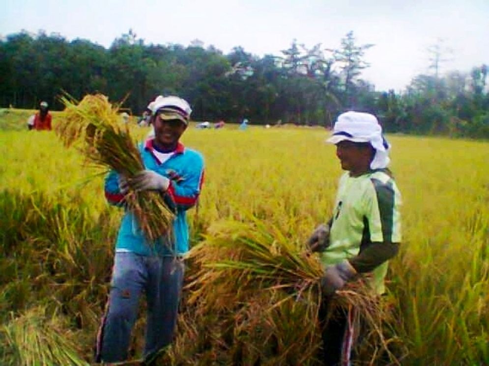 Panen raya padi di OKUT