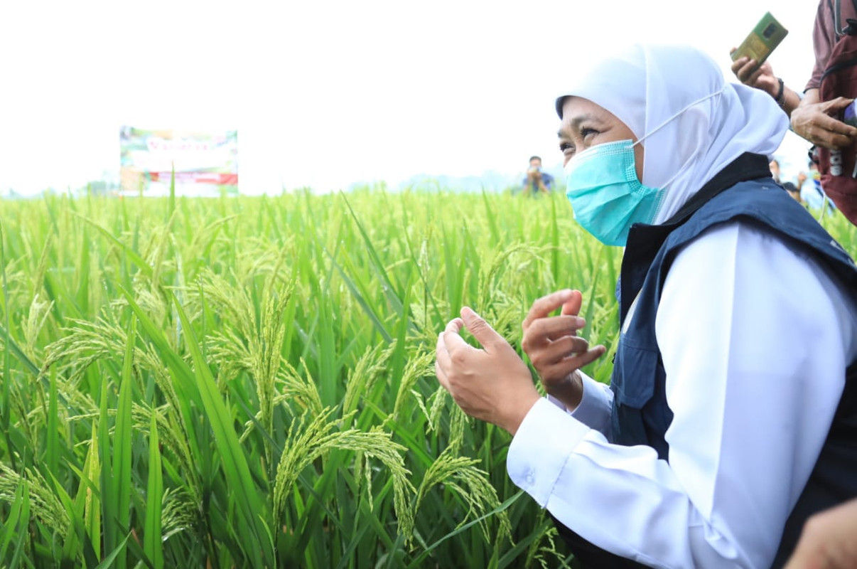 Ilustrasi: Gubernur Jawa Timur Khofifah Indar Parawansa Tinjau Padi Di sawah/birohumas.jatimprov.go.id
