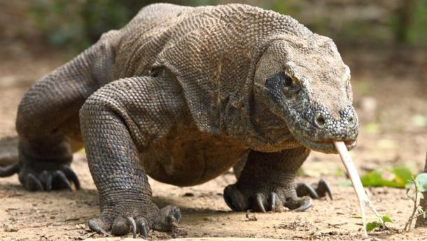 Data Microchip Buktikan Komodo Lanjut Usia Alami Kemerosotan Bobot 10-20 kg Per Tahun