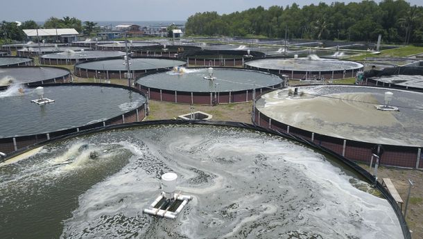 Tambak Milenial Dapat Menjadi Daya Tarik Bagi Generasi Muda Kembangkan Industri Udang