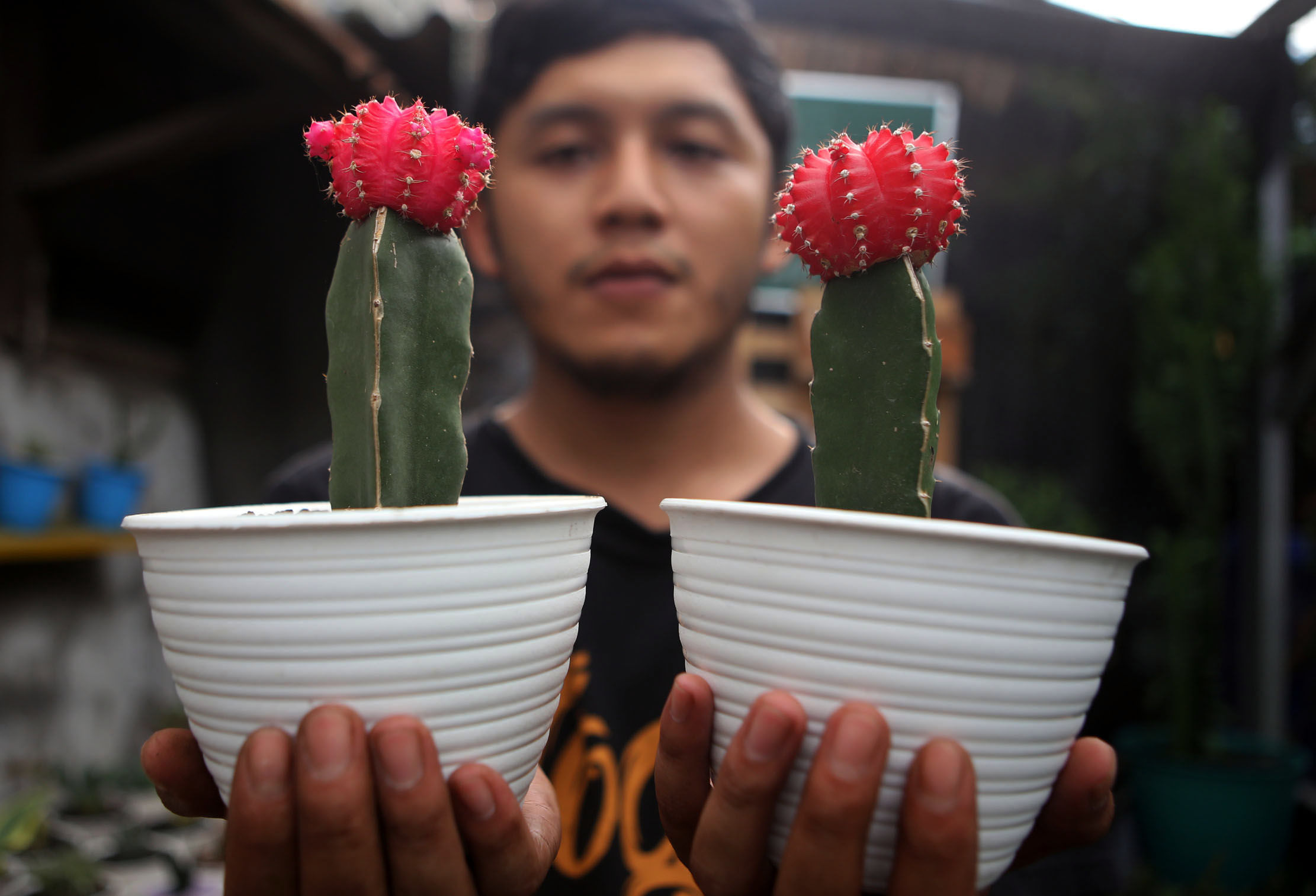 <p>Pembudidaya tanaman hias tengah melakukan perawatan untuk tumbuhannya di Rumah Kaktus, Kota Tangerang, Banten, Selasa 16 Maret 2021 . Foto : Panji Asmoro/TrenAsia</p>
