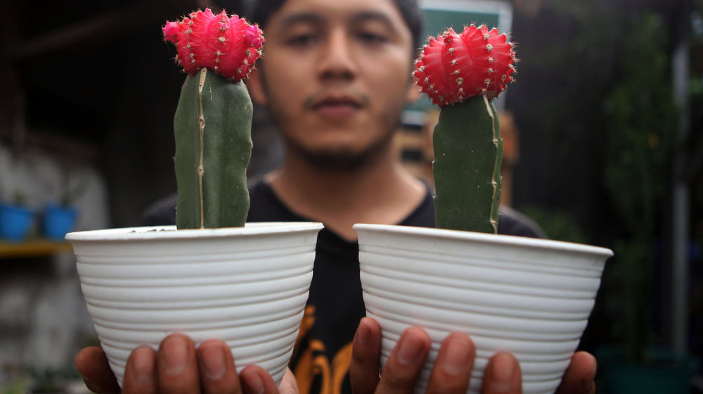 <p>Pembudidaya tanaman hias tengah melakukan perawatan untuk tumbuhannya di Rumah Kaktus, Kota Tangerang, Banten, Selasa 16 Maret 2021 . Foto : Panji Asmoro/TrenAsia</p>
