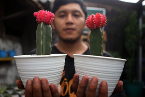 <p>Pembudidaya tanaman hias tengah melakukan perawatan untuk tumbuhannya di Rumah Kaktus, Kota Tangerang, Banten, Selasa 16 Maret 2021 . Foto : Panji Asmoro/TrenAsia</p>