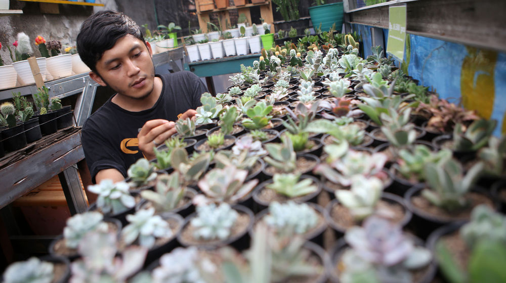 <p>Pembudidaya tanaman hias tengah melakukan perawatan untuk tumbuhannya di Rumah Kaktus, Kota Tangerang, Banten, Selasa 16/3/2021. Berbagai tanaman seperti kaktus dan sukulen di tempat tersebut dijual dari harga Rp10 ribu hingga jutaan rupiah. Foto : Panji Asmoro/TrenAsia</p>
