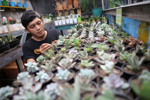 <p>Pembudidaya tanaman hias tengah melakukan perawatan untuk tumbuhannya di Rumah Kaktus, Kota Tangerang, Banten, Selasa 16/3/2021. Berbagai tanaman seperti kaktus dan sukulen di tempat tersebut dijual dari harga Rp10 ribu hingga jutaan rupiah. Foto : Panji Asmoro/TrenAsia</p>