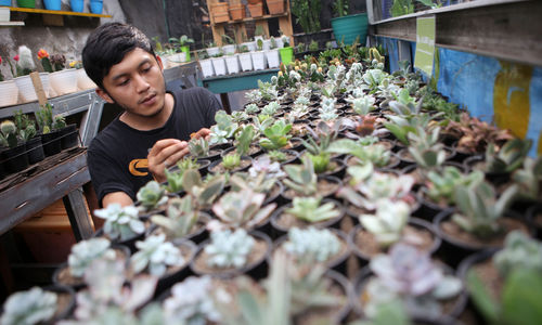 <p>Pembudidaya tanaman hias tengah melakukan perawatan untuk tumbuhannya di Rumah Kaktus, Kota Tangerang, Banten, Selasa 16/3/2021. Berbagai tanaman seperti kaktus dan sukulen di tempat tersebut dijual dari harga Rp10 ribu hingga jutaan rupiah. Foto : Panji Asmoro/TrenAsia</p>
