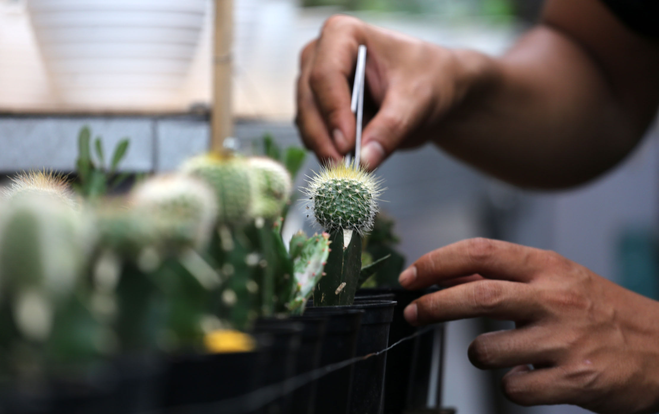 <p>Pembudidaya tanaman hias tengah melakukan perawatan untuk tumbuhannya di Rumah Kaktus, Kota Tangerang, Banten, Selasa 16 Maret 2021. Foto : Panji Asmoro/TrenAsia</p>
