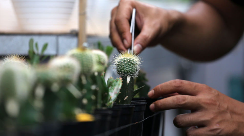 <p>Pembudidaya tanaman hias tengah melakukan perawatan untuk tumbuhannya di Rumah Kaktus, Kota Tangerang, Banten, Selasa 16 Maret 2021. Foto : Panji Asmoro/TrenAsia</p>
