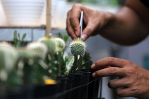 <p>Pembudidaya tanaman hias tengah melakukan perawatan untuk tumbuhannya di Rumah Kaktus, Kota Tangerang, Banten, Selasa 16 Maret 2021. Foto : Panji Asmoro/TrenAsia</p>