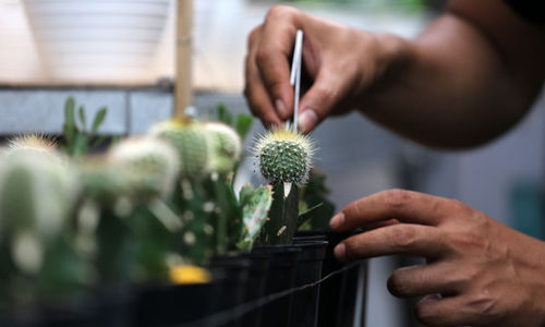 <p>Pembudidaya tanaman hias tengah melakukan perawatan untuk tumbuhannya di Rumah Kaktus, Kota Tangerang, Banten, Selasa 16 Maret 2021. Foto : Panji Asmoro/TrenAsia</p>
