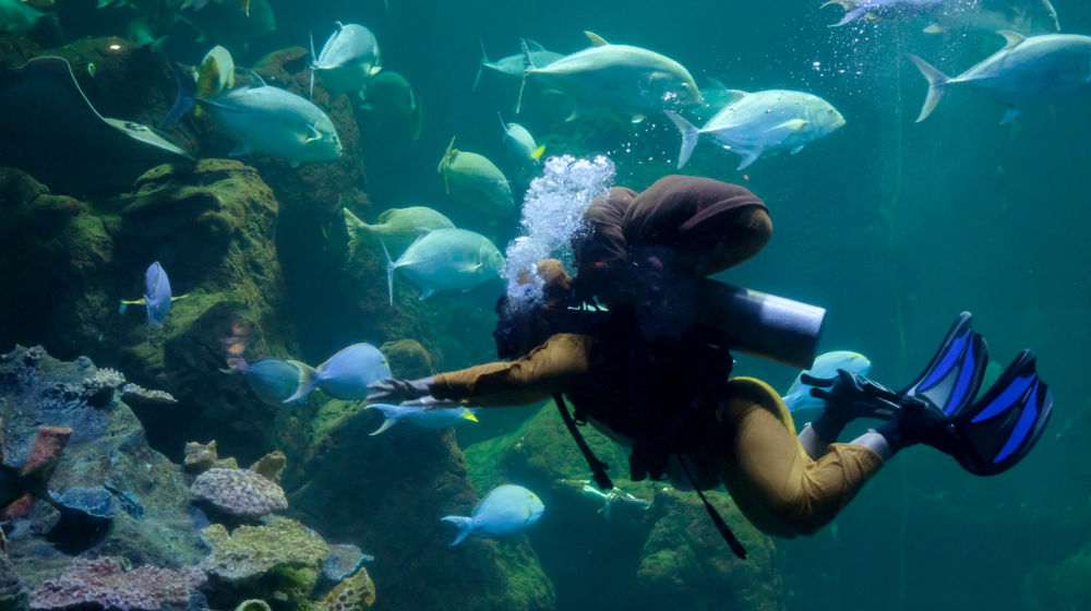 <p>Penyelam profesional mengenakan kostum kelinci laut melakukan pertunjukan edukasi penyelamatan laut bertajuk “Rabbit Underwater Show In Mission Save The Ocean” di Akuarium utama Sea World, Ancol, Jakarta, Selasa, 30 Maret 2021. Foto: Ismail Pohan/TrenAsia</p>
