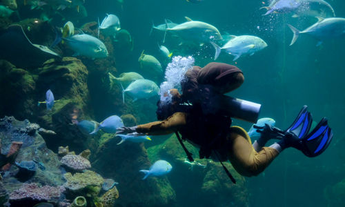 <p>Penyelam profesional mengenakan kostum kelinci laut melakukan pertunjukan edukasi penyelamatan laut bertajuk “Rabbit Underwater Show In Mission Save The Ocean” di Akuarium utama Sea World, Ancol, Jakarta, Selasa, 30 Maret 2021. Foto: Ismail Pohan/TrenAsia</p>
