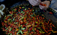 <p>Pedagang memilah cabai di kiosnya di Pasar Warung Buncit, Jakarta Selatan, Selasa, 9 Maret 2021. Foto: Ismail Pohan/TrenAsia</p>
