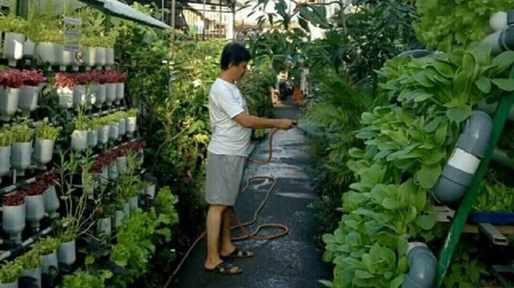 Tanam Sayuran di Rumah pakai pupuk ini Pinterest