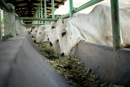 <p>Dalam pengembangan biogas, feedstock atau jumlah sapi komunal yang dibutuhkan untuk menghidupkan genset iada 13 ekor. / Sumber: Kementerian Pertanian</p>
