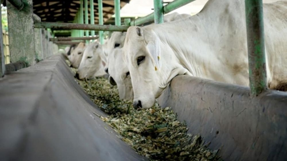 <p>Dalam pengembangan biogas, feedstock atau jumlah sapi komunal yang dibutuhkan untuk menghidupkan genset iada 13 ekor. / Sumber: Kementerian Pertanian</p>
