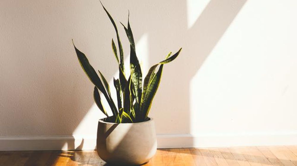 Ternyata Tanaman Lidah Mertua Bisa Cegah Kanker, Rawat dengan Pupuk yang Tepat Yuk