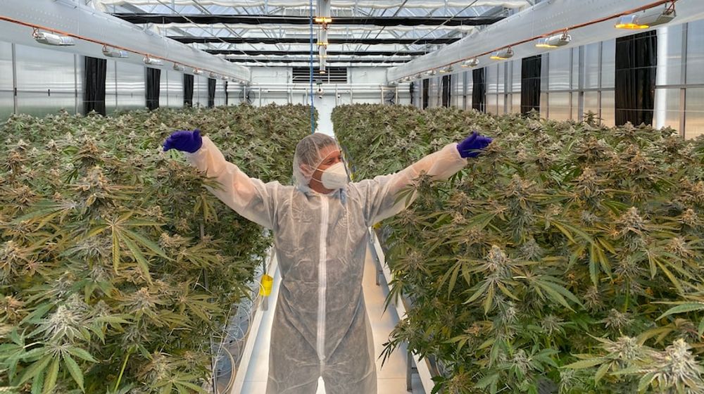 <p>Kebun Ganja di Toowoomba, Australia / Sumber: ABC News</p>
