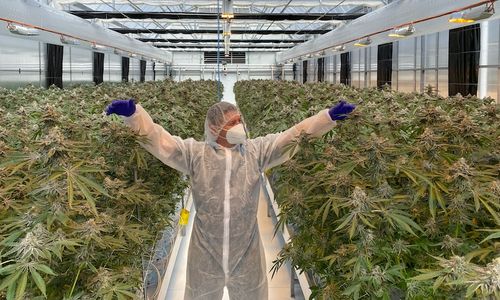 <p>Kebun Ganja di Toowoomba, Australia / Sumber: ABC News</p>
