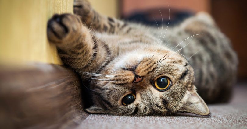 Ketika kucing berguling di sekitar Anda, mungkin dia sedang mencari perhatian.