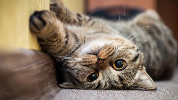 Kenapa Kucing Suka Berguling di Dekat Kita?