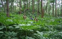 A-HUTAN.JPG