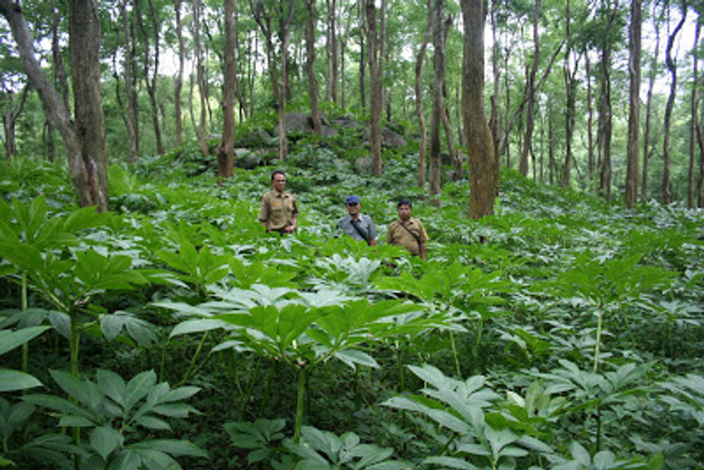 A-HUTAN.JPG