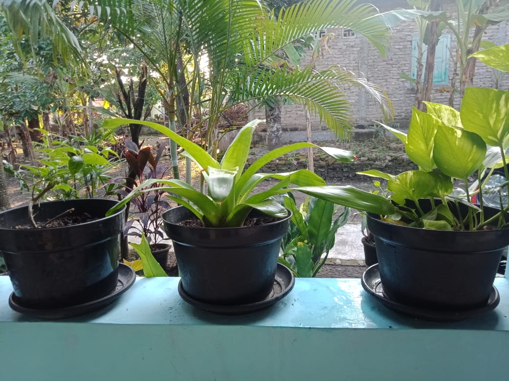 Tanaman hias di pedesaan. (Foto: Tyo Sulistyo)