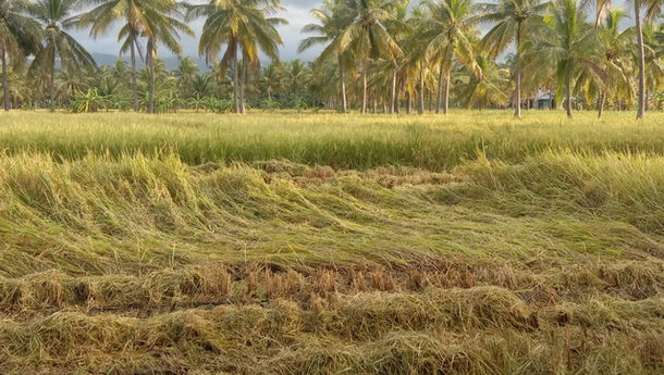 Badai Siklon Seroja  Terjang  Tanaman Padi di Puluhan Hektare Sawah di Nagekeo