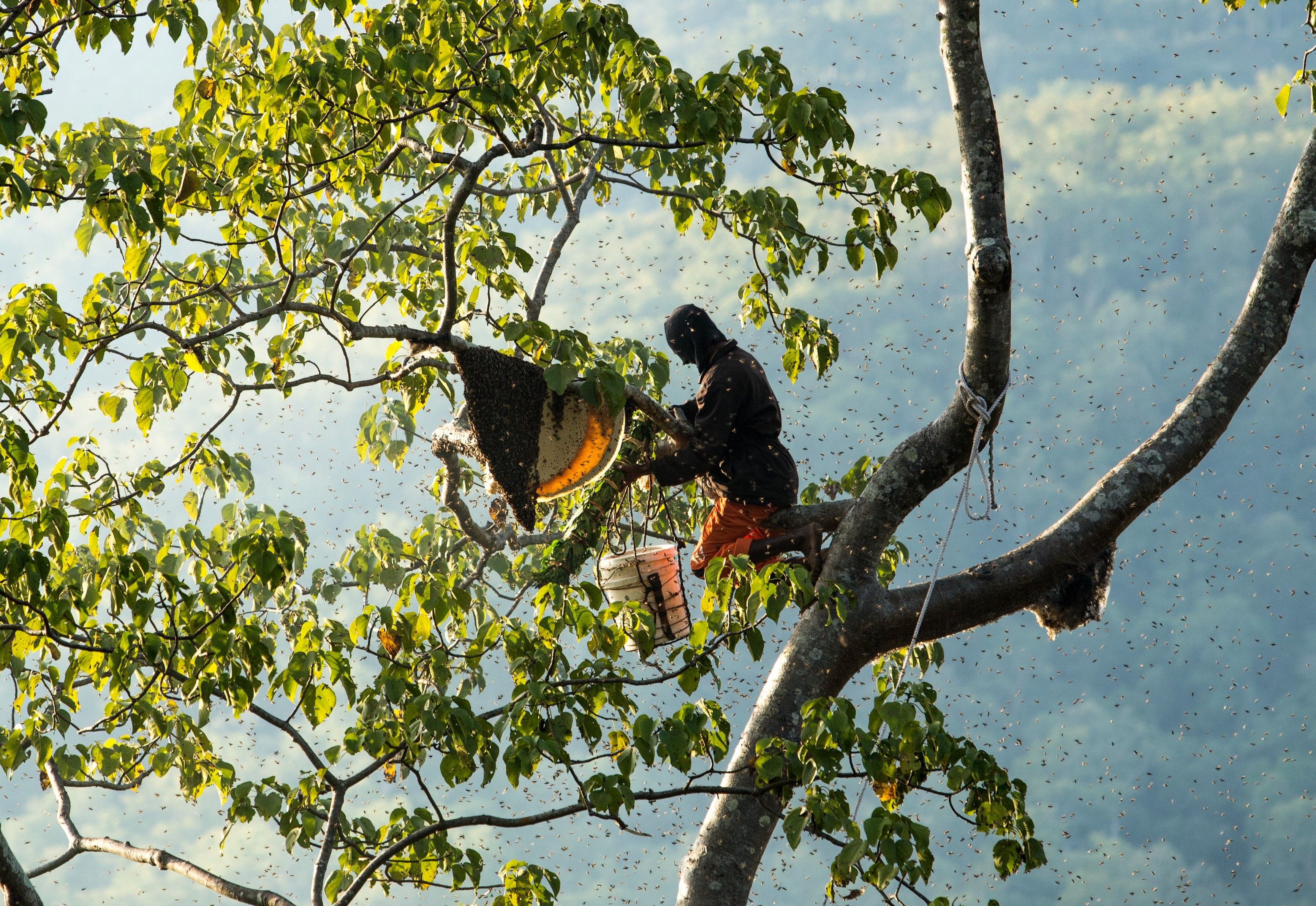 Seorang pria tengah memanen madu hutan. (Foto: Istimewa)