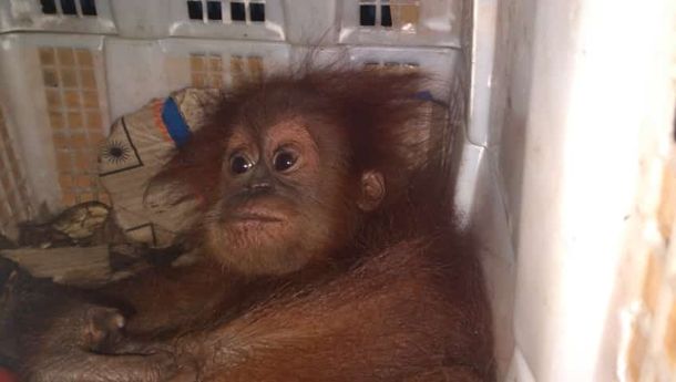 Karantina Pertanian Lampung Gagalkan Penyelundupan Anak Orangutan Sumatra