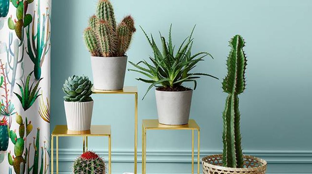 Sering Lihat Tanaman Kaktus sebagai Teman Foto di Dalam Rumah? Ternyata Ini Manfaatnya
