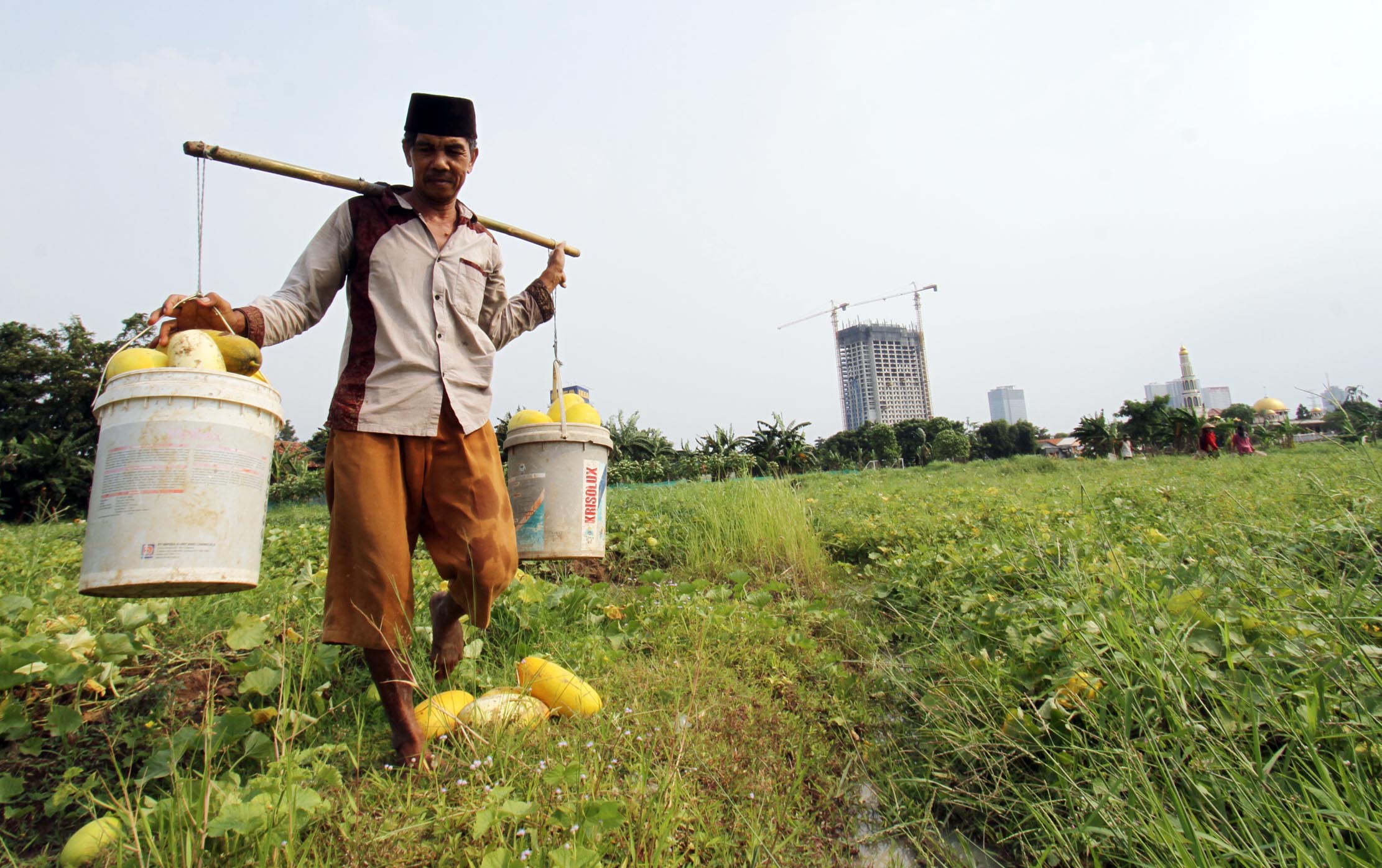 <p>Nampak petani timun suri tengah memetik hasil kebunnya di kawasan Pinang Kota Tangerang , Selasa 20 April 2021. Foto : Panji Asmoro/TrenAsia</p>
