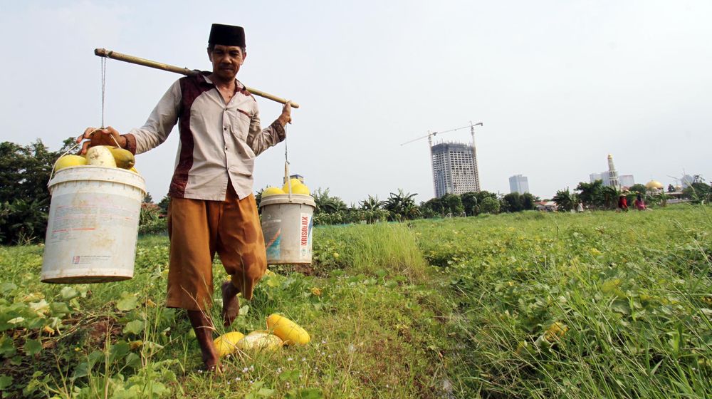 <p>Nampak petani timun suri tengah memetik hasil kebunnya di kawasan Pinang Kota Tangerang , Selasa 20 April 2021. Foto : Panji Asmoro/TrenAsia</p>
