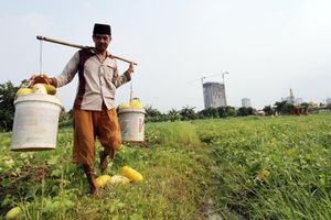 <p>Nampak petani timun suri tengah memetik hasil kebunnya di kawasan Pinang Kota Tangerang , Selasa 20 April 2021. Foto : Panji Asmoro/TrenAsia</p>
