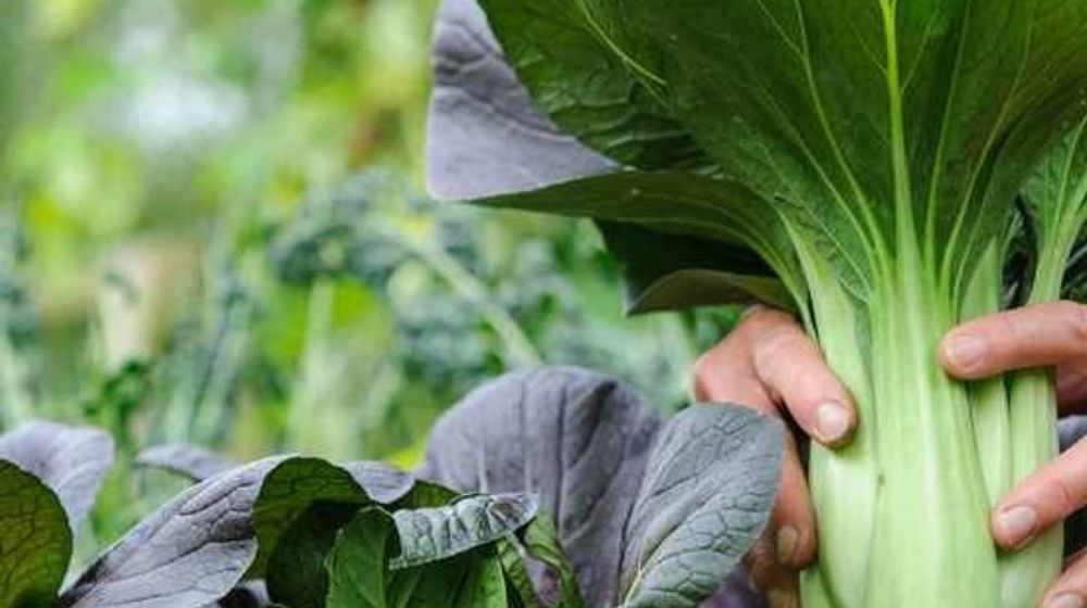 Daftar Sayuran yang Cepat Panen