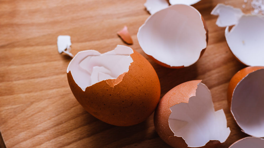 Manfaat Cangkang Telur Sebagai Pupuk Tanaman