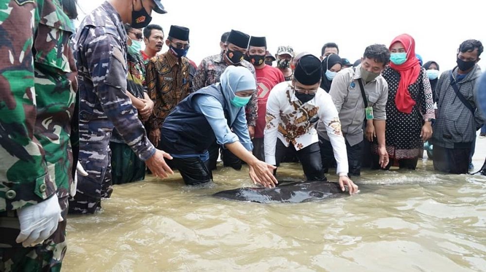 <p>Gubernur Jatim Kofifah Indar Parawansa dan Bupati Bangkalan R Abdul Latif Amin Imron saat melepas paus yang terdampar di pesisir pantai Bangkalan / Dok. Pemkab Bangkalan</p>
