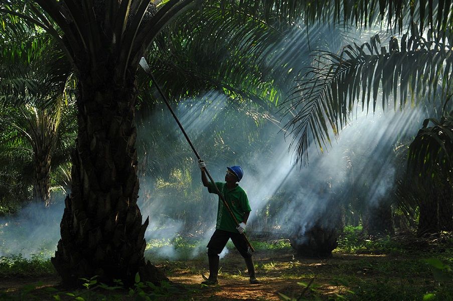 <p>Kebun kelapa sawit (CPO) milik PT Sampoerna Agro Tbk (SGRO) / Dok. Perseroan</p>
