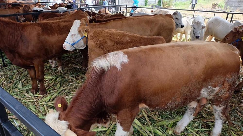 <p>Peternakan Sapi Belgian Blue / Dok. Kementerian Pertanian</p>