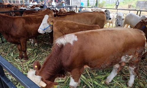 <p>Peternakan Sapi Belgian Blue / Dok. Kementerian Pertanian</p>