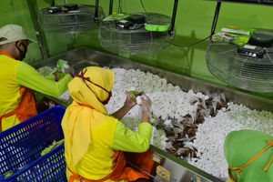 <p>Pekerja membuat makanan tradisional cireng di sentra UMKM pembuatan Cireng Crispy di Pamulang, Tangerang Selatan, Banten, Sabtu (10/4/2021). Foto : Panji Asmoro/TrenAsia</p>
