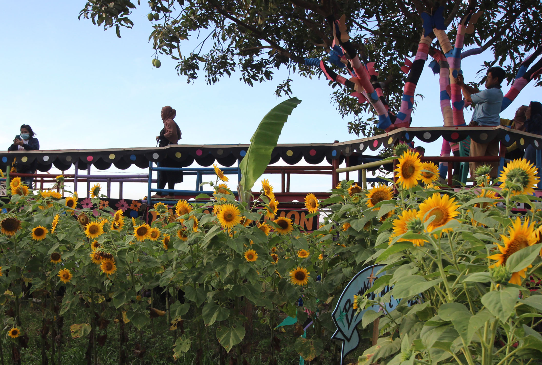 <p>Pengunjung tengah berswafoto maupun sekedar menikmati pemandangan wisata kebun bunga matahari di kawasan Sepatan Kabupaten Tangerang , Minggu 4 April 2021. Foto : Panji Asmoro/TrenAsia</p>
