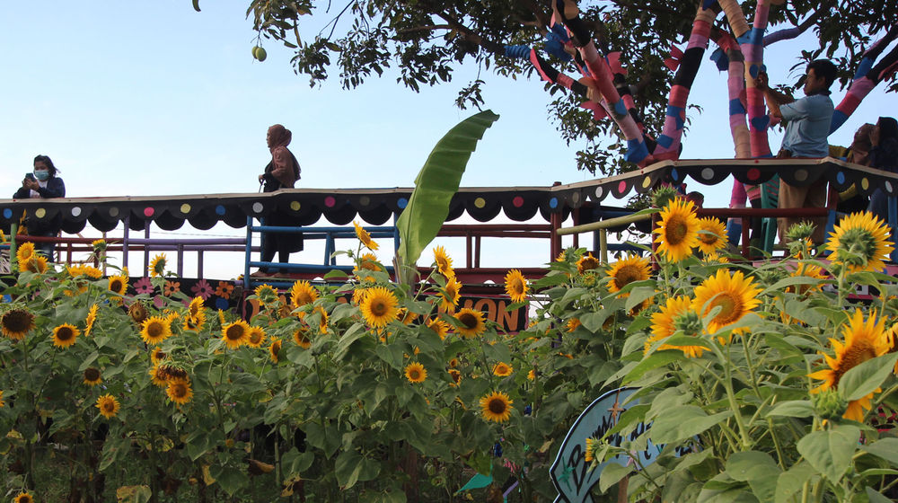 <p>Pengunjung tengah berswafoto maupun sekedar menikmati pemandangan wisata kebun bunga matahari di kawasan Sepatan Kabupaten Tangerang , Minggu 4 April 2021. Foto : Panji Asmoro/TrenAsia</p>
