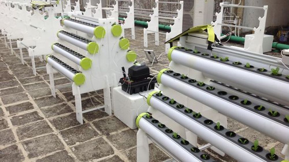 Perbedaan Metode Bercocok Tanam Hidroponik dan Aquaponik