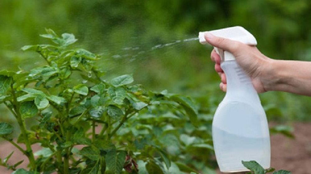 Pernah Lihat Daun Tanaman Disemprot Pupuk, Belajar Yuk!