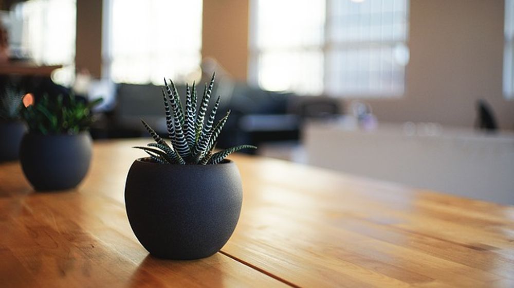 Ilustrasi tanaman hias dalam ruangan yang justru beracun dan berbahaya